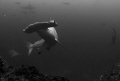   after setting myself ledge hammerheads started passing by... got ready opportunity shot one close possible... this turning taking pics... Nikon D300 Tokina 1017 No flash by possible pics 10-17 10 17  